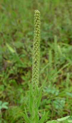 Ambrosia_bidentata_inflorescence.jpg