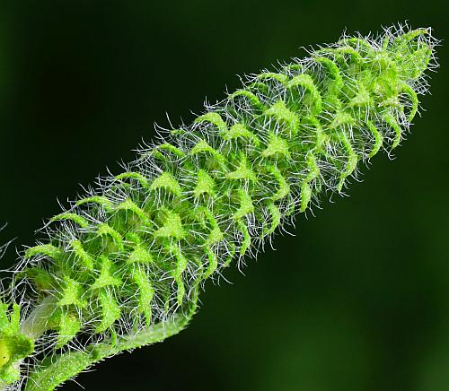 Ambrosia_bidentata_inflorescence2.jpg