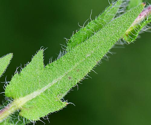 Ambrosia_bidentata_leaf2.jpg