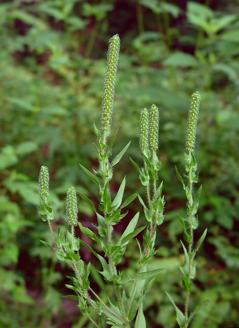 Ambrosia_bidentata_plant.jpg