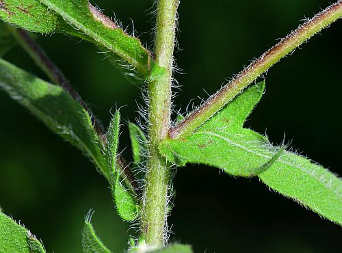 Ambrosia_bidentata_stem.jpg