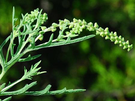 Ambrosia_psilostachya_inflorescence.jpg