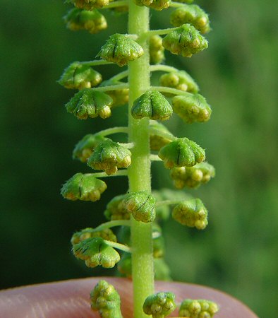 Ambrosia_trifida_flowers.jpg