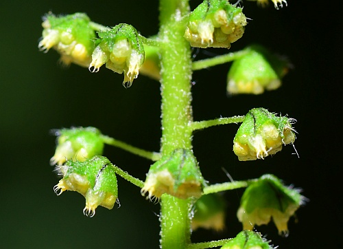 Ambrosia_trifida_flowers2.jpg