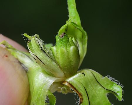 Ambrosia_trifida_fruit.jpg