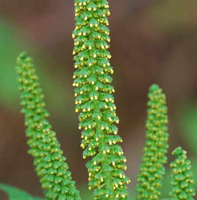 Ambrosia_trifida_inflorescence1.jpg