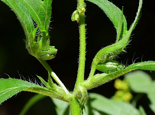 Ambrosia_trifida_inflorescence2.jpg