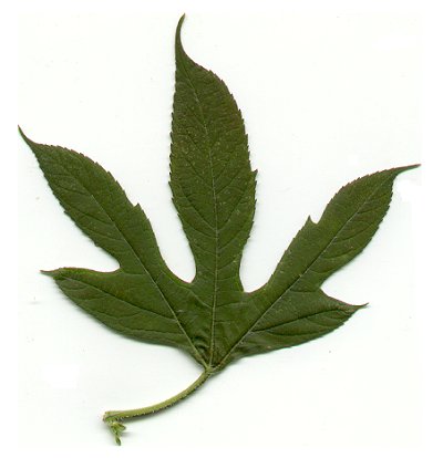 Ambrosia_trifida_leaf.jpg