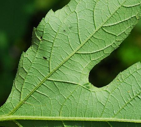 Ambrosia_trifida_leaf2.jpg