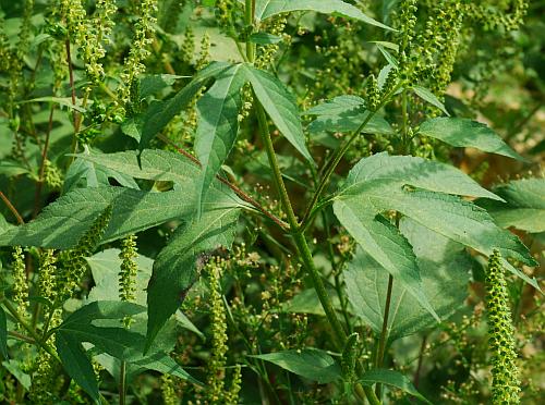 Ambrosia_trifida_leaves.jpg