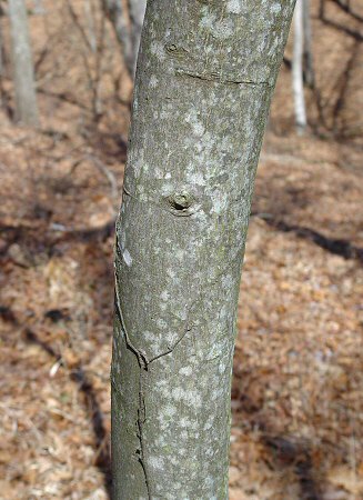 Amelanchier_arborea_bark.jpg