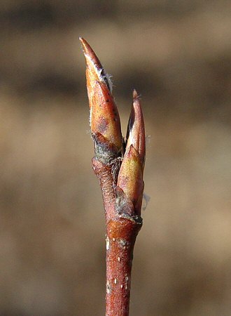 Amelanchier_arborea_buds.jpg