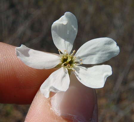 Amelanchier_arborea_flower.jpg