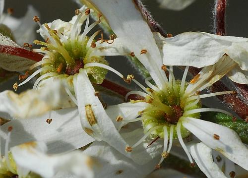 Amelanchier_arborea_functional.jpg