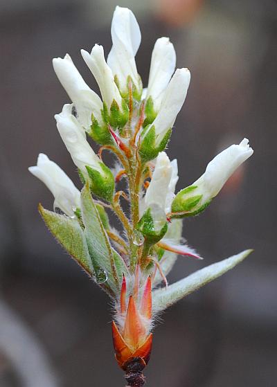 Amelanchier_arborea_inflorescence.jpg