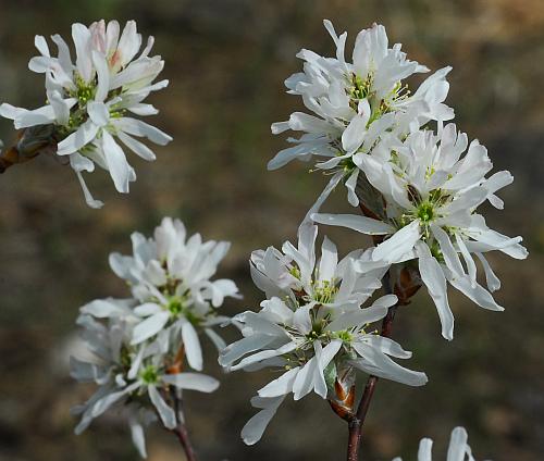 Amelanchier_arborea_inflorescences.jpg