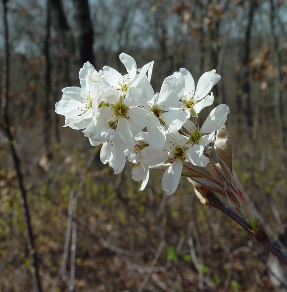 Amelanchier_arborea_plant.jpg