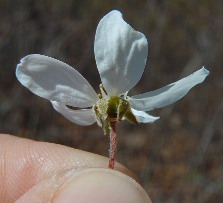 Amelanchier_arborea_sepals.jpg