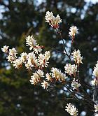 Amelanchier arborea thumbnail