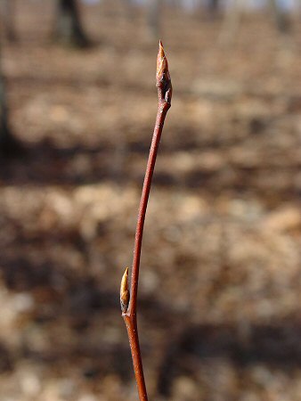 Amelanchier_arborea_twig.jpg