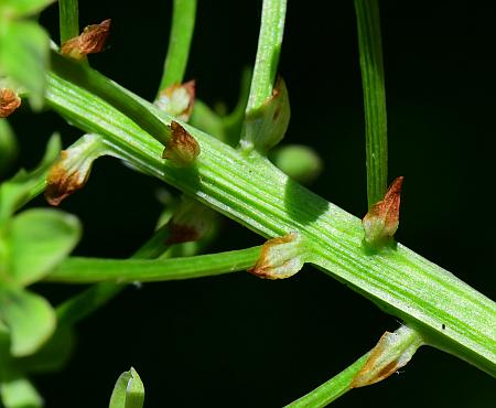 Amianthium_muscitoxicum_bracts.jpg