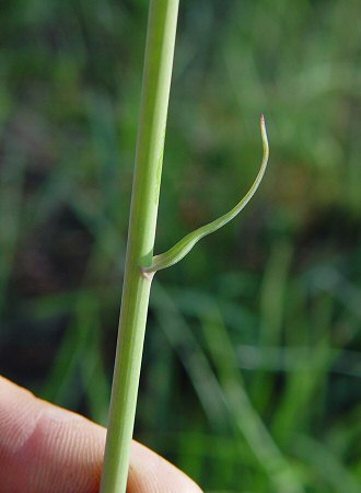 Amianthium_muscitoxicum_cauline_leaf.jpg