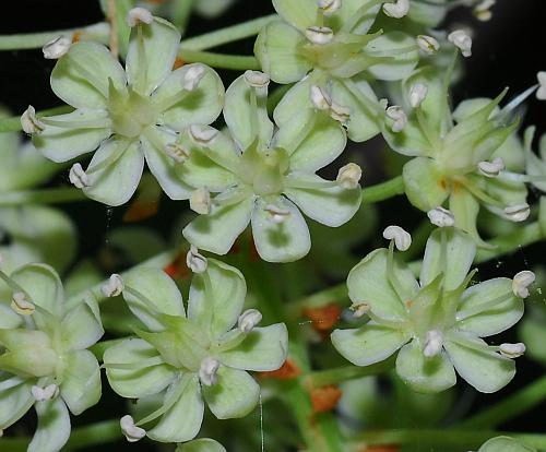 Amianthium_muscitoxicum_flowers.jpg