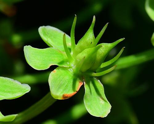 Amianthium_muscitoxicum_fruit.jpg