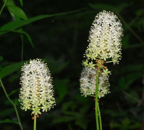 Amianthium_muscitoxicum_inflorescence.jpg