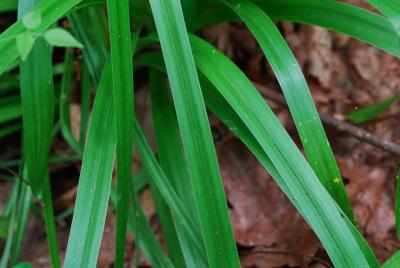 Amianthium_muscitoxicum_leaves.jpg