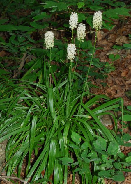 Amianthium_muscitoxicum_plant2.jpg