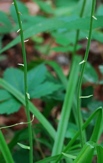 Amianthium_muscitoxicum_stem.jpg