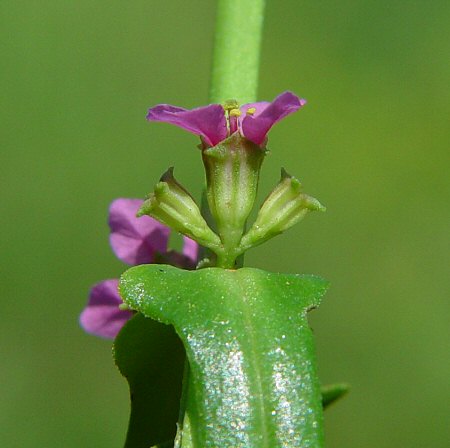 Ammannia_coccinea_calyx.jpg