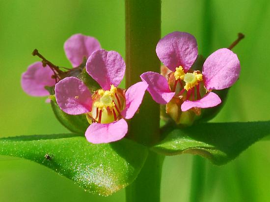 Ammannia_coccinea_flower2.jpg