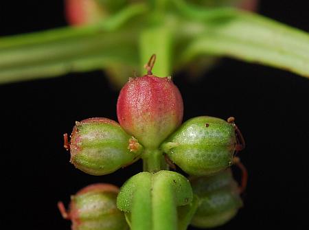 Ammannia_coccinea_fruits.jpg