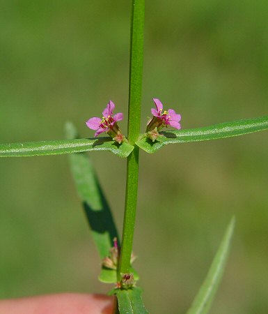 Ammannia_coccinea_inflorescence.jpg