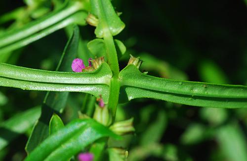 Ammannia_coccinea_leaf2.jpg