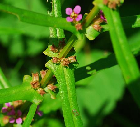 Ammannia_coccinea_leaves2.jpg