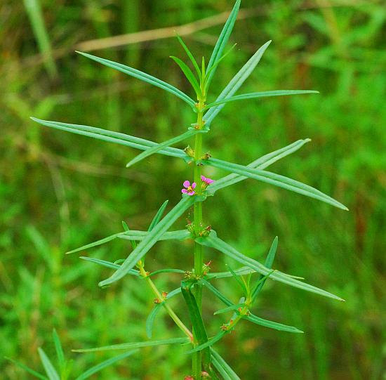 Ammannia_coccinea_plant2.jpg