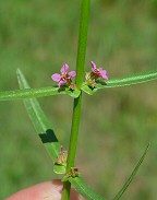 Ammannia coccinea thumbnail