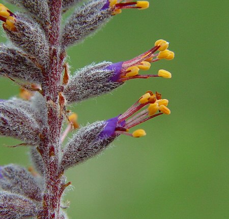 Amorpha_canescens_flowers.jpg