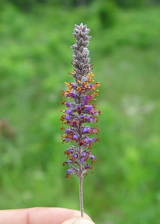 Amorpha_canescens_inflorescence.jpg