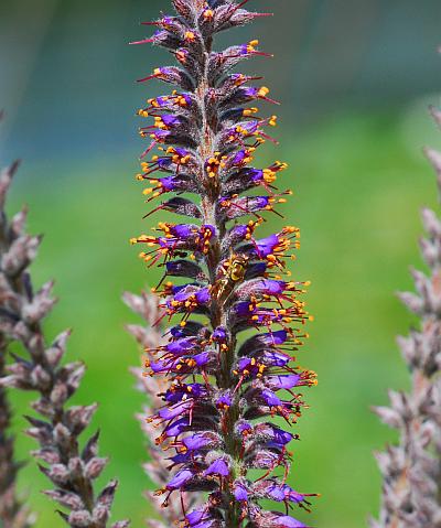 Amorpha_canescens_inflorescence2.jpg