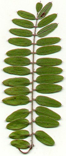 Amorpha_canescens_leaf1.jpg