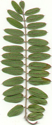 Amorpha_canescens_leaf2.jpg