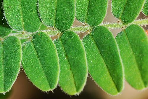 Amorpha_canescens_leaflets.jpg