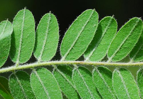 Amorpha_canescens_leaflets2.jpg