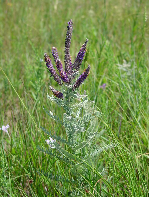 Amorpha_canescens_plant.jpg