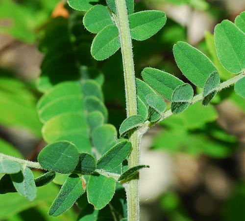 Amorpha_canescens_stem2.jpg