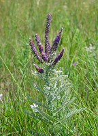 Amorpha canescens thumbnail